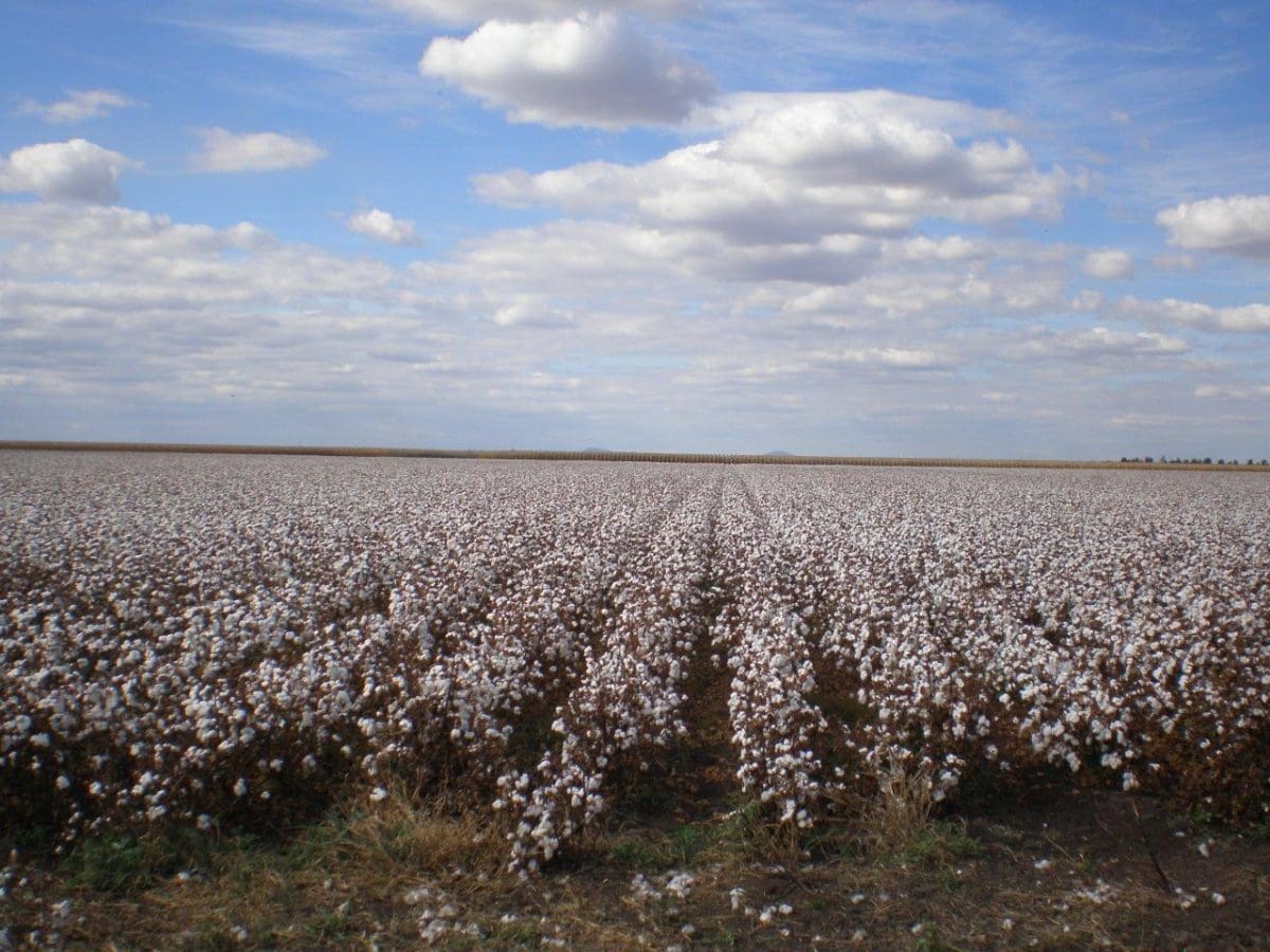 New cotton group formed to advance sustainability Grain Central