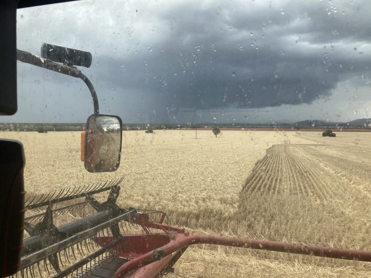 Feedgrain Focus: Trade thin ahead of further rain - Grain Central