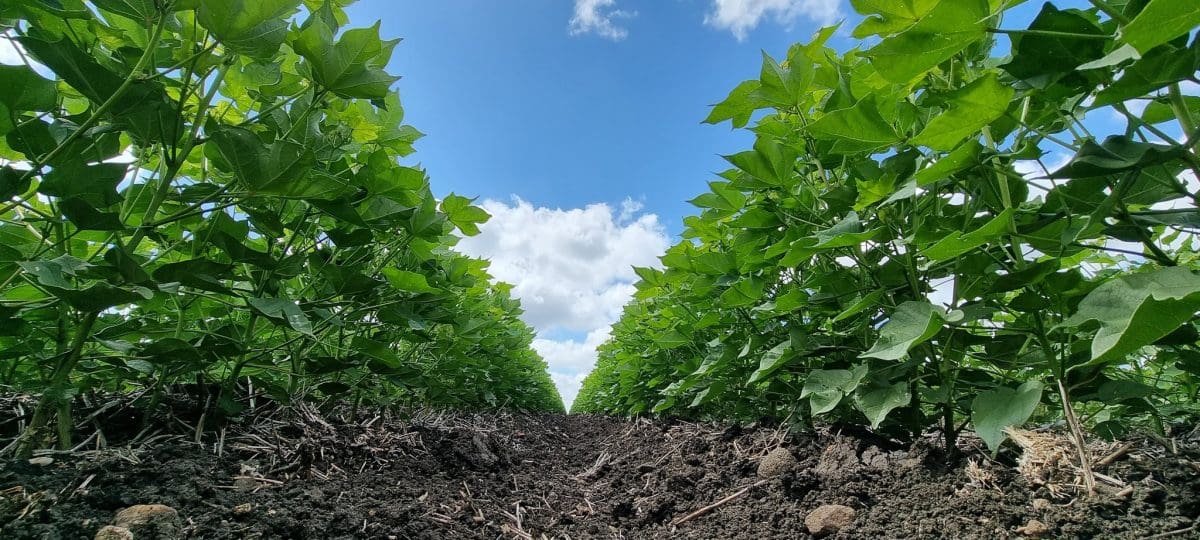 5 facts about cotton planting - AustralianFarmers