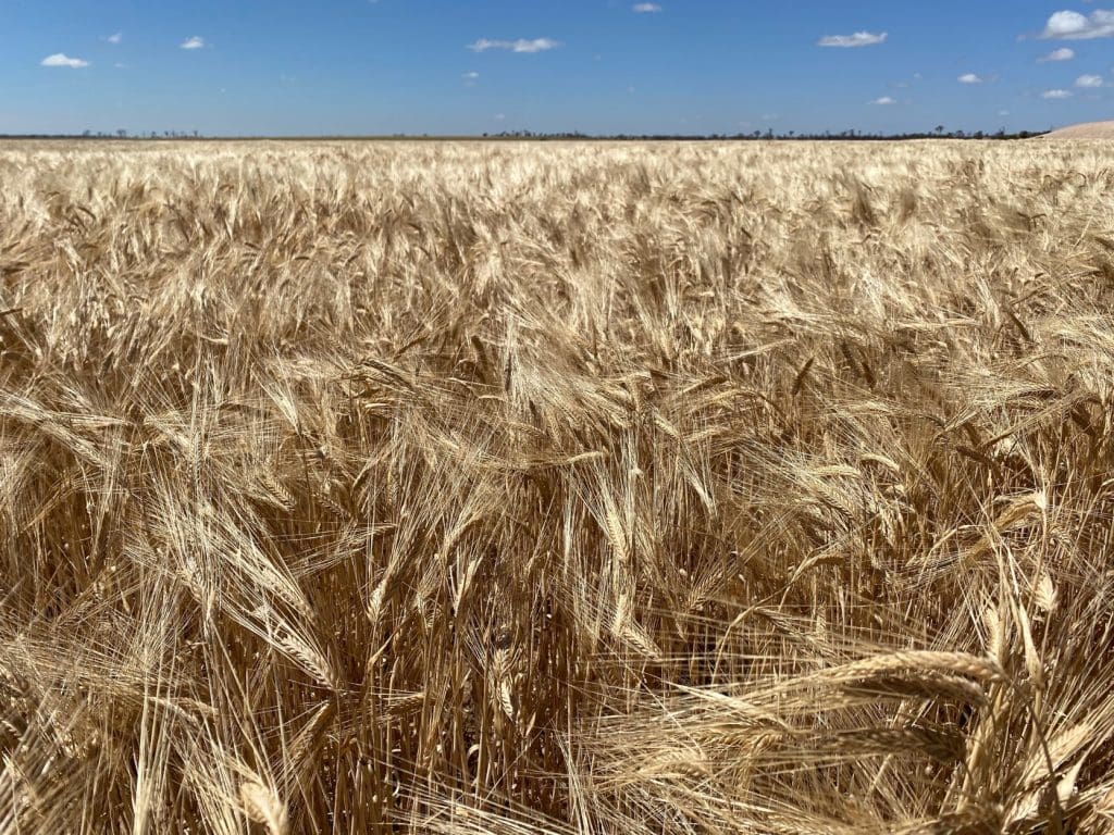 Australian Feb barley, exports up Grain Central