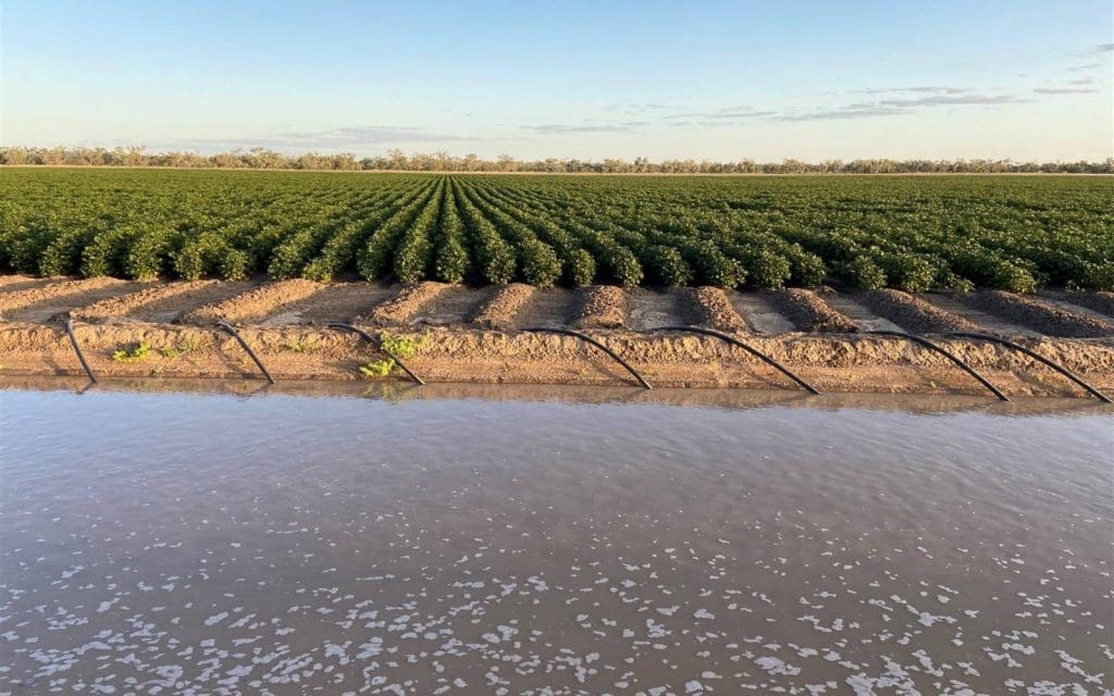 Dirranbandi property sells preauction Grain Central