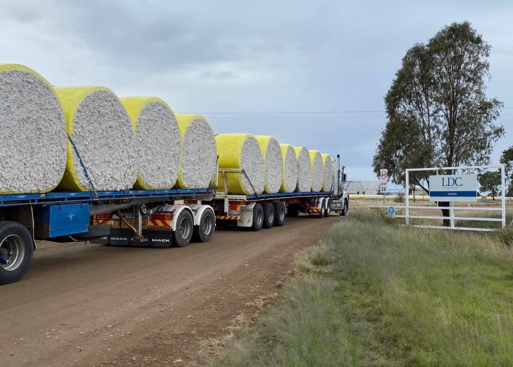 Cottongrowers relish sun after picking delays Grain Central