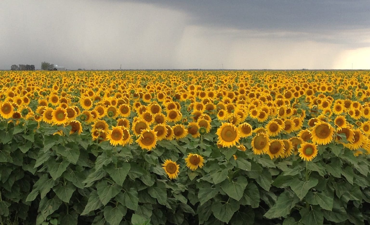 Sunflower appeal grows despite crushing void Grain Central