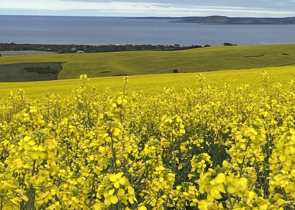 Australia exports 5.4Mt canola in year to Sep 30 Grain Central