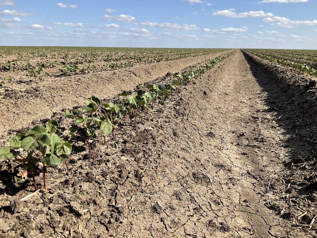 NSW growers battle through cotton planting Grain Central