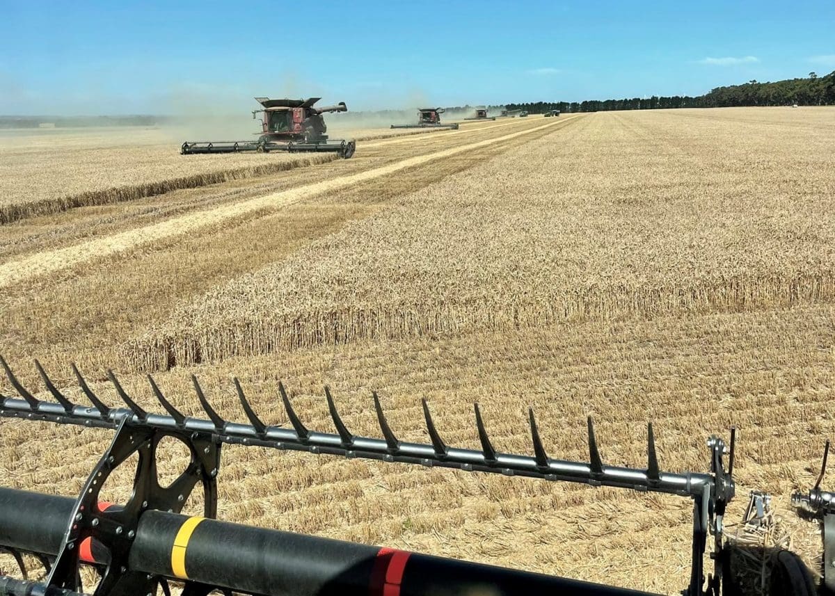 Contract harvesting wheat north-east of Lake Bolac in Victoria on Monday. 