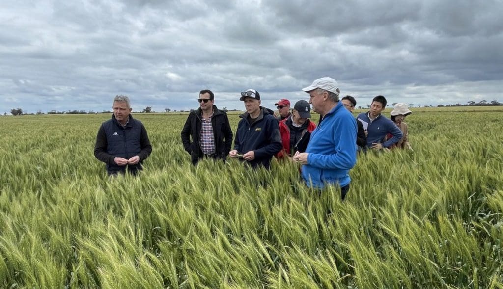 Aussie wheat The Fresh Loaf