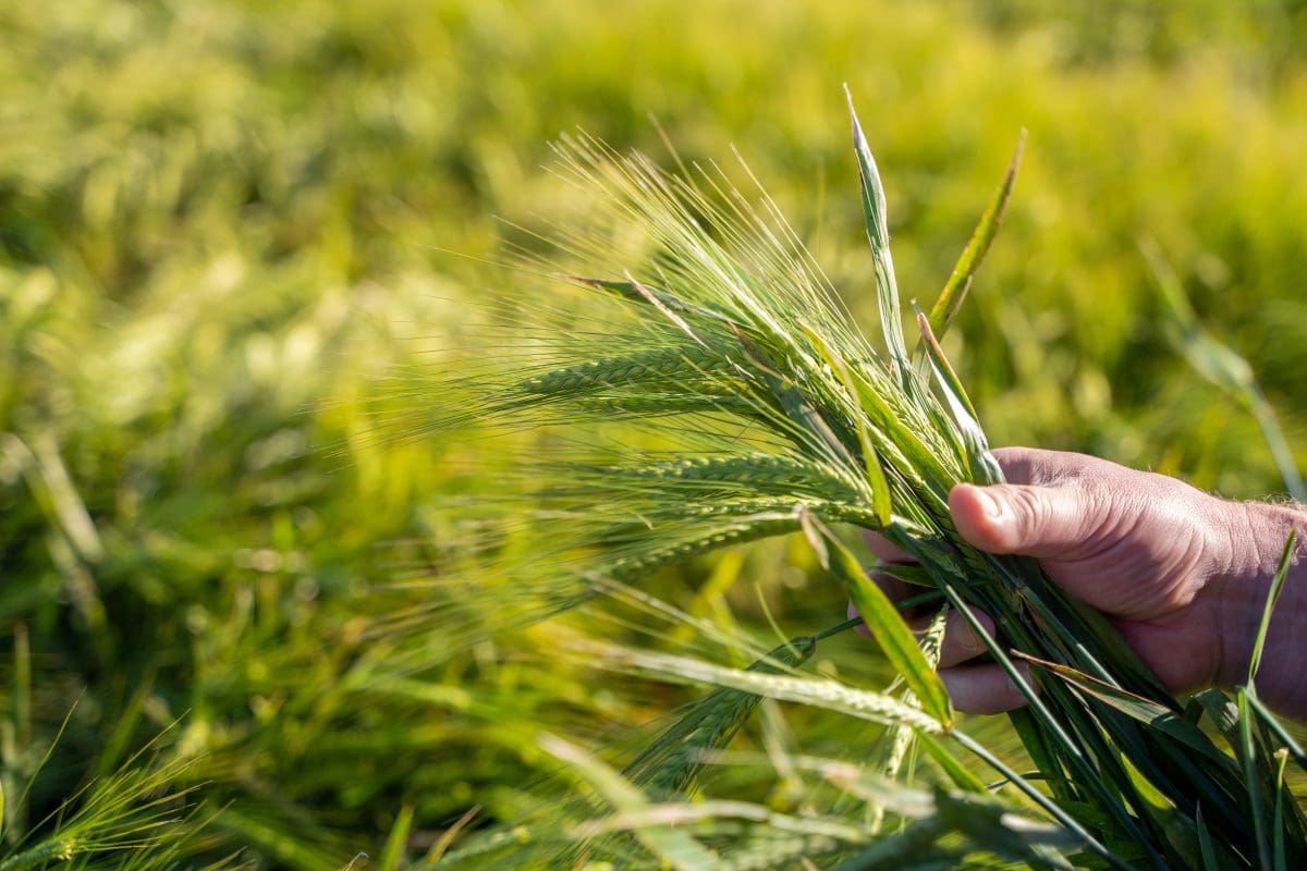 Malt segregations planned for Alestar barley in SA Grain Central