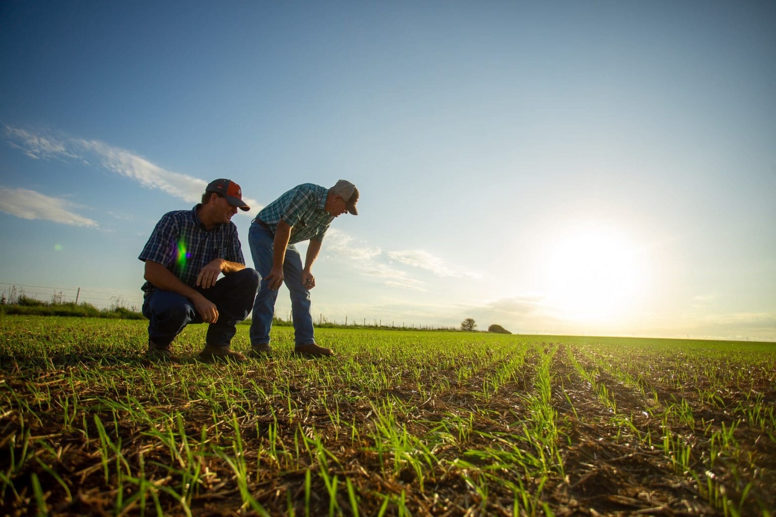 Rations for bears, fodder for bulls in USDA update - Grain Central