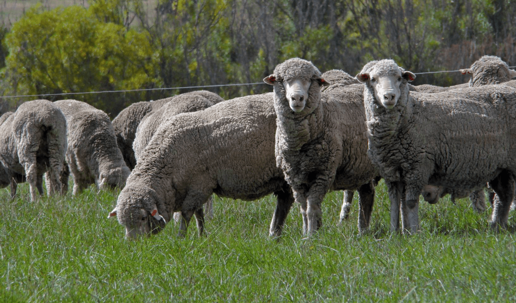 WA looks set for a drop in Merino numbers.