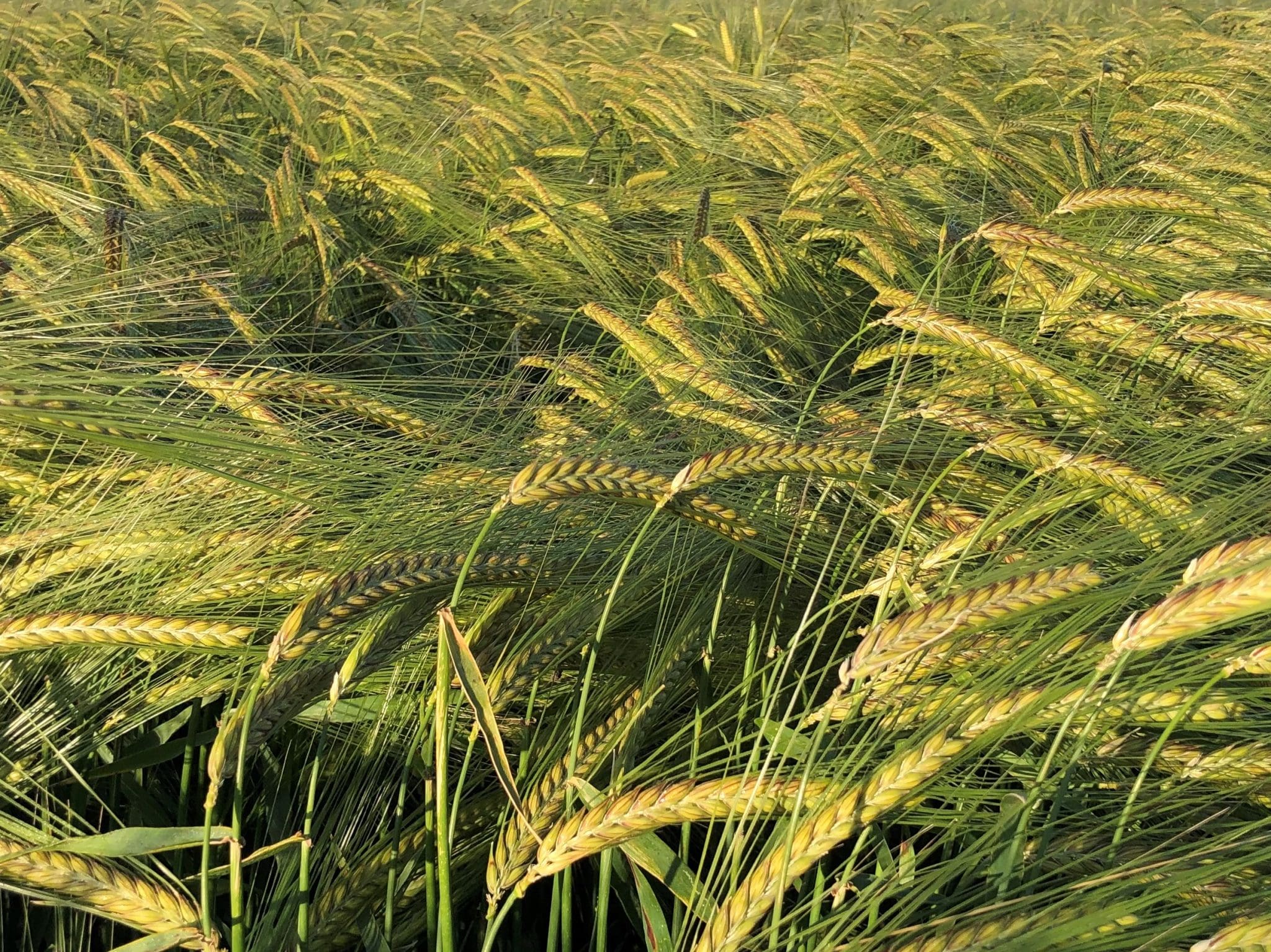 newton-winter-barley-offers-latest-grain-graze-option-grain-central