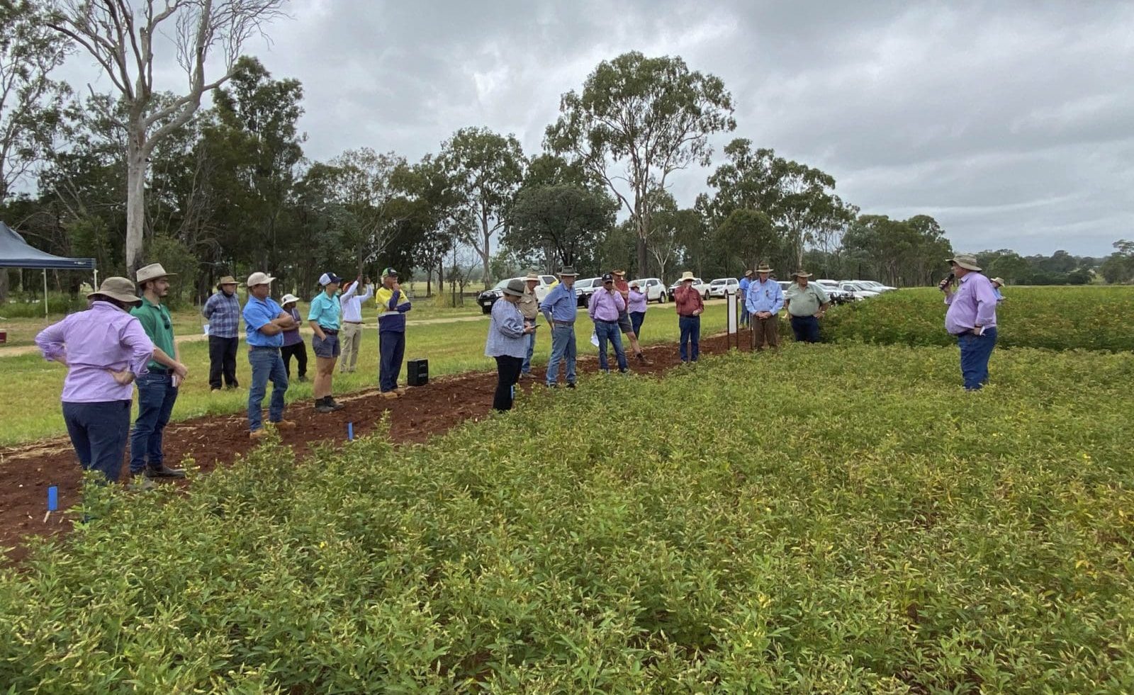 Field walks, project launched for pigeonpea - Grain Central