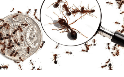 GPA, NSW Farmers voice fire ant concerns to inquiry - Sheep Central