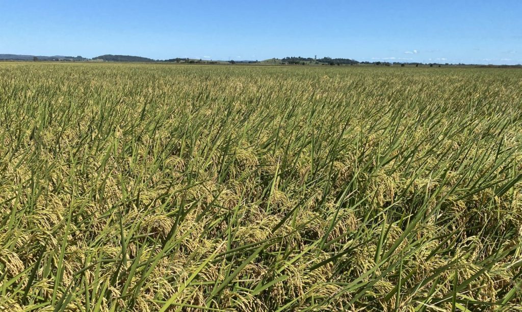 Chances build for Northern Rivers rice to step around single desk ...