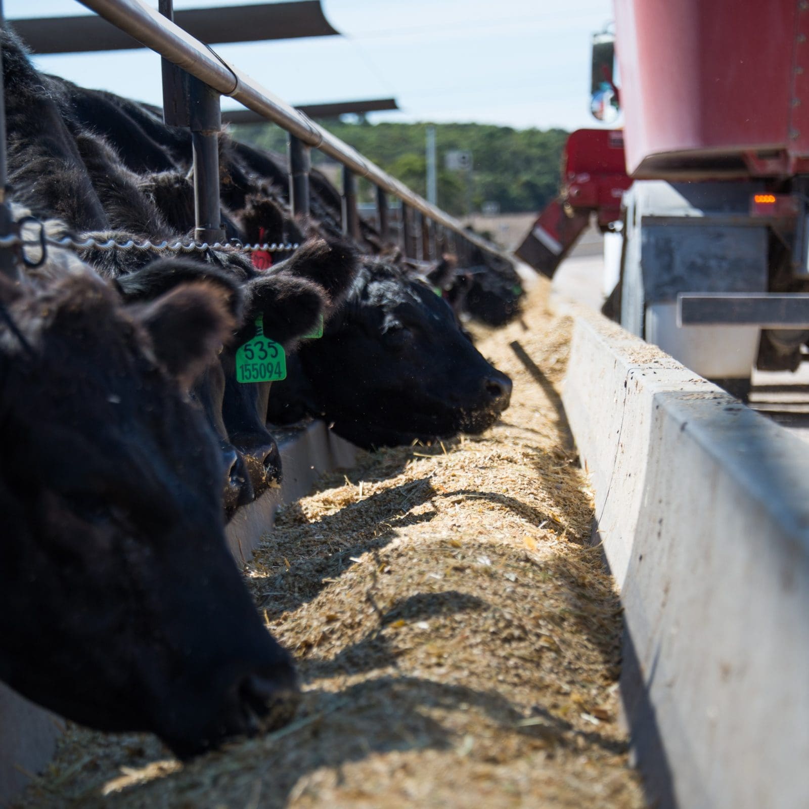 Santa Rosa Feedyard SA consumers look east for supplementary feedgrain - Grain Central