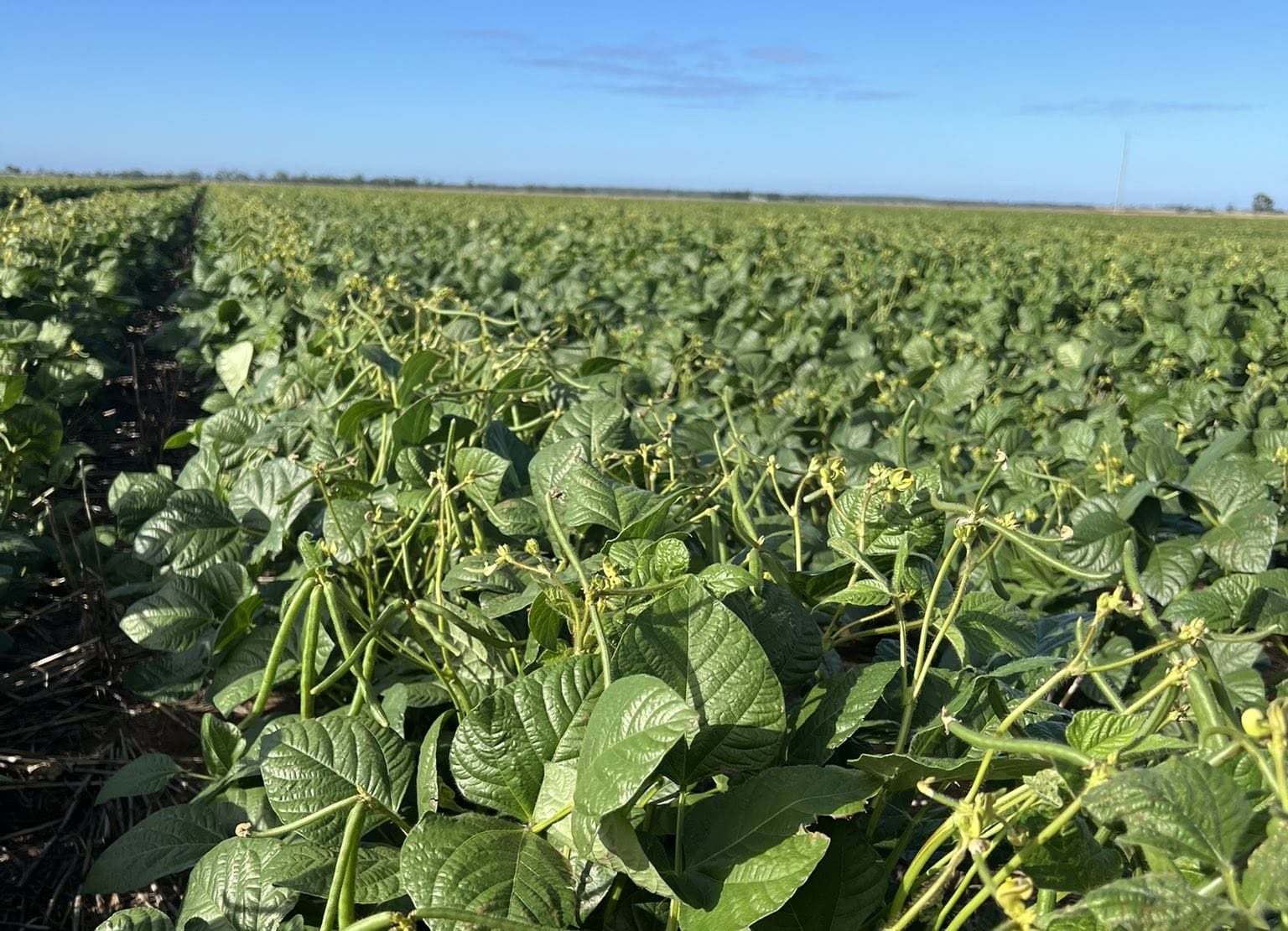 Growers Hope For Mungbean Boost From Cyclone Alfred Grain Central growers-hope-for-mungbean-boost-from-cyclone-alfred-grain-central