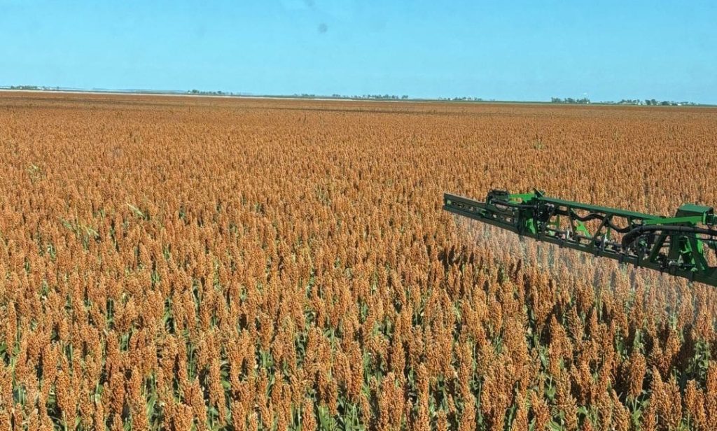ABARES sees 2.3Mt sorghum in summer-crop estimates - Grain Central