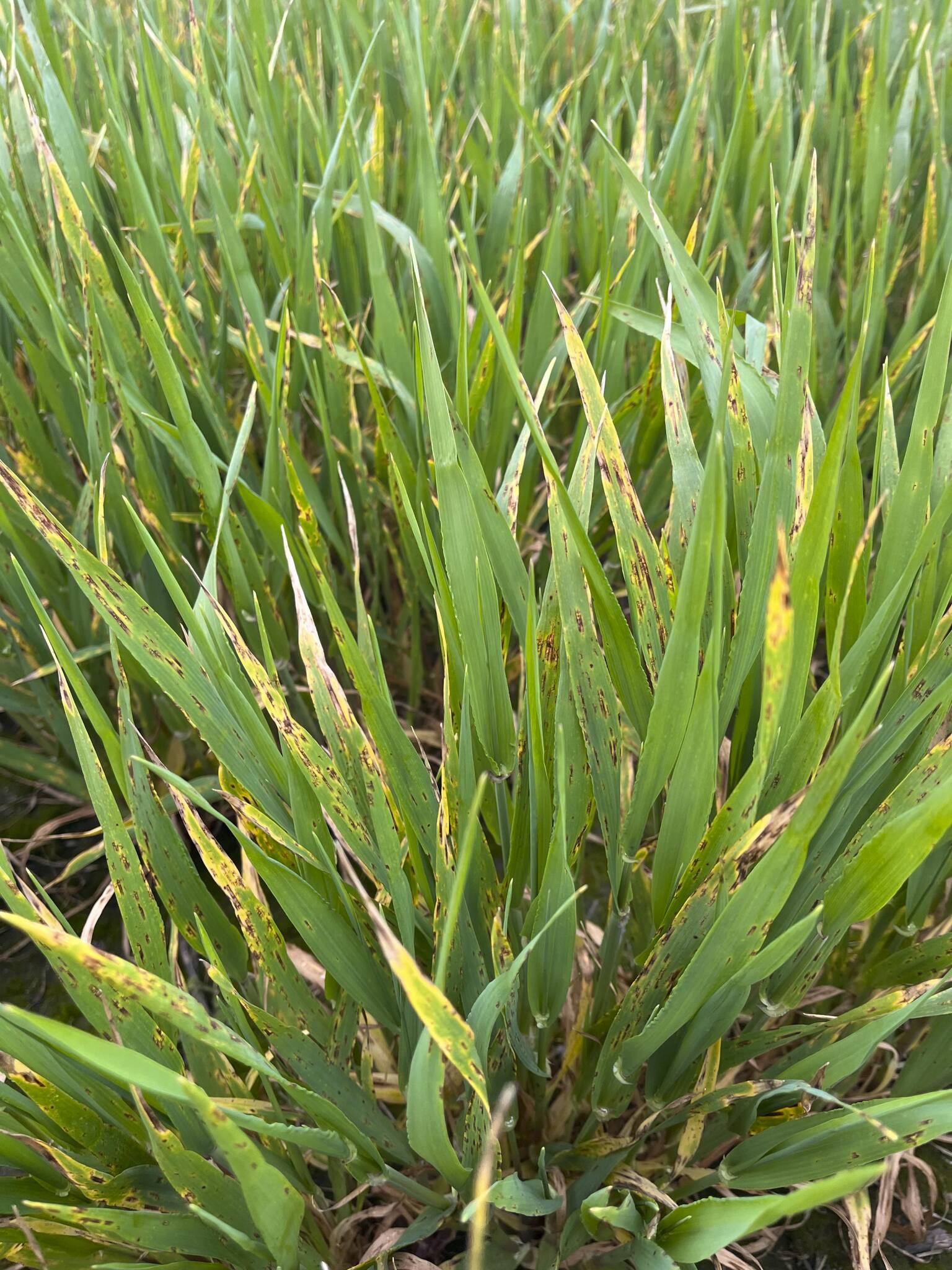 Triple fungicide resistance detected in YP barley - Grain Central