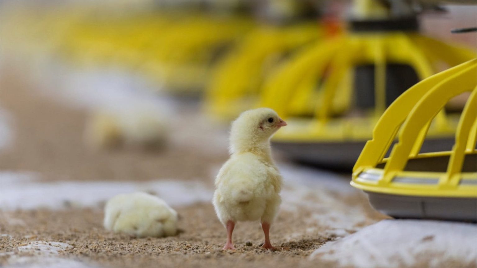 Proten ProTen sale tops latest poultry movements - Grain Central