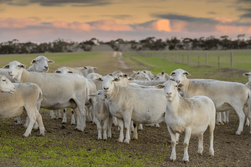 Rundles lists, EP's Karakana, Vic Mallee holding sell - Grain Central