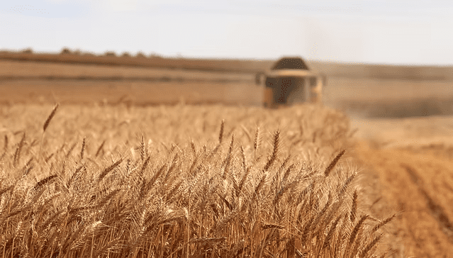 grain producers australia