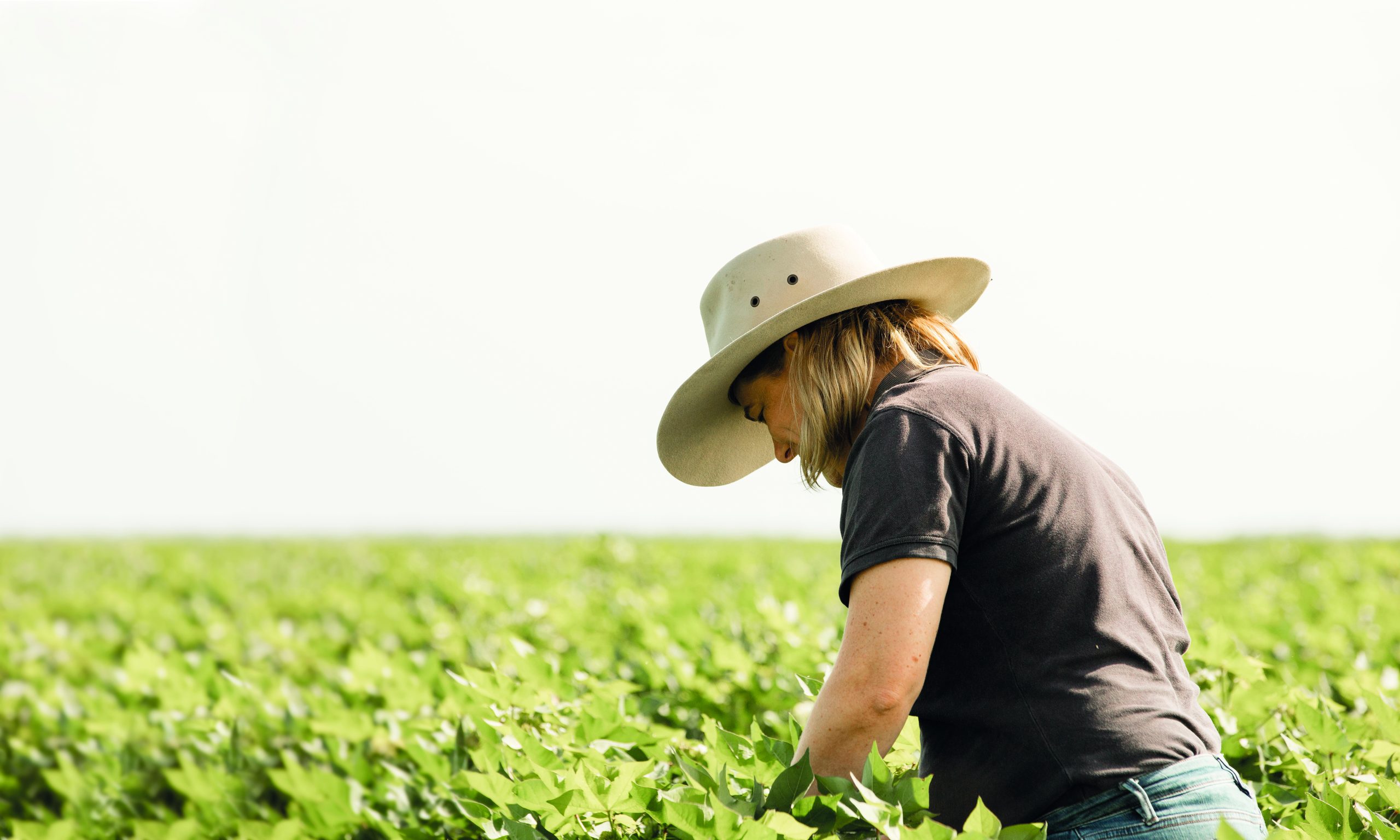 Supplied by CRDC via media release