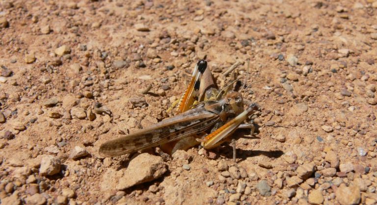 SA growers urged to report locust sightings amid mouse activity - Grain ...