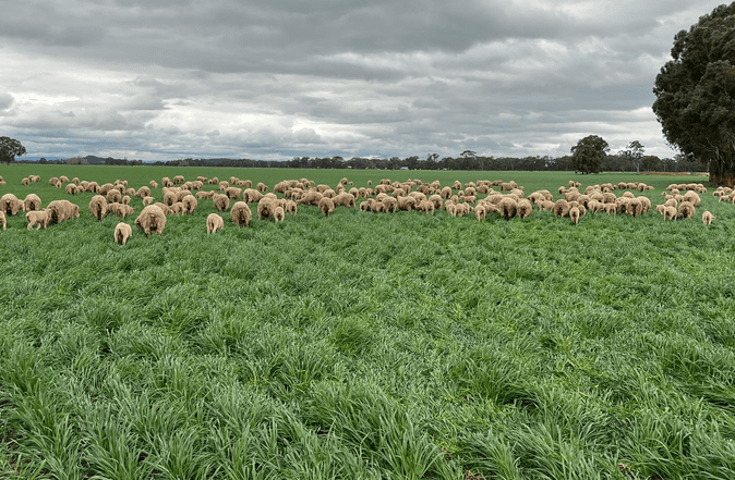 Feedgrain Focus: North firms as planting nears end