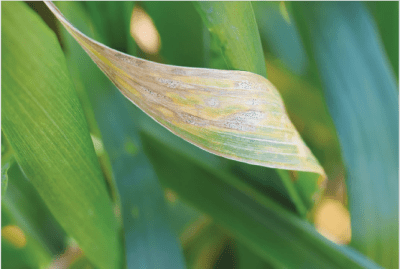 grdc sep 2025 fact sheet