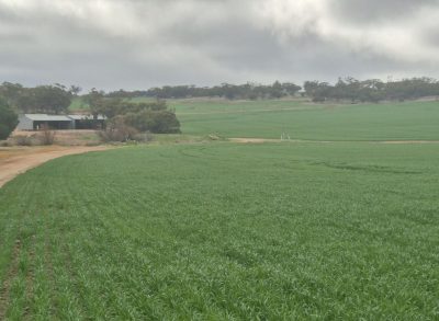wa tatiara listing