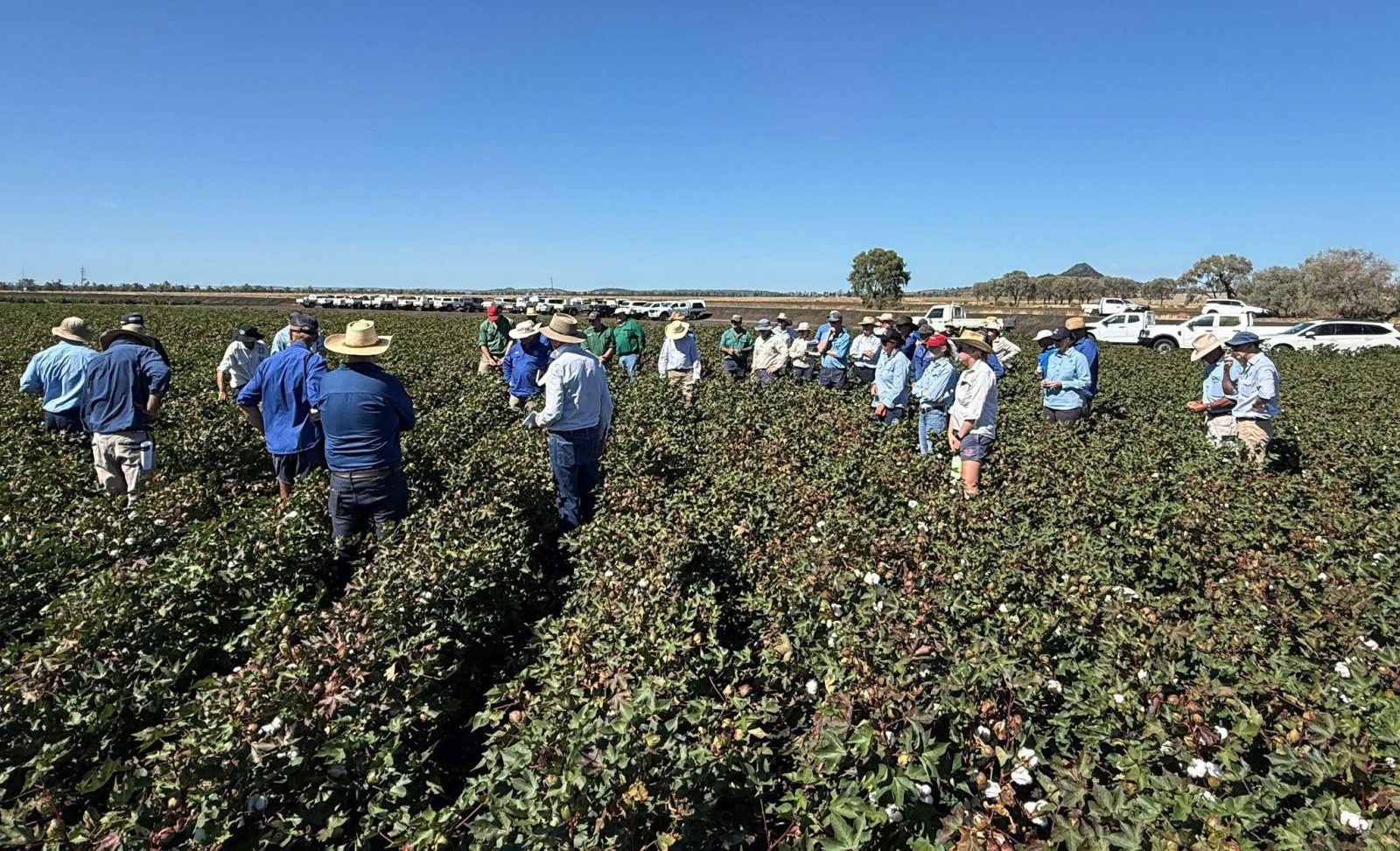 cottoninfo 13 march 2026