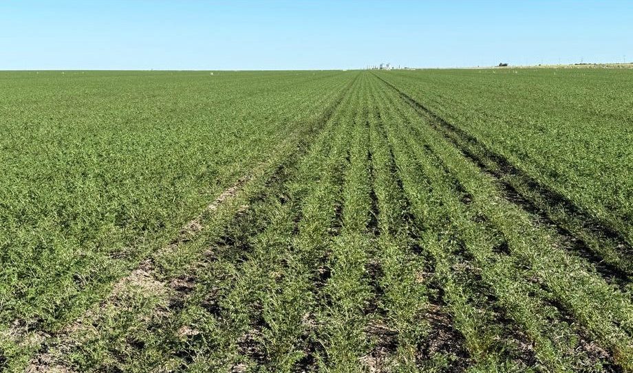 nutrien harcourts morven listing