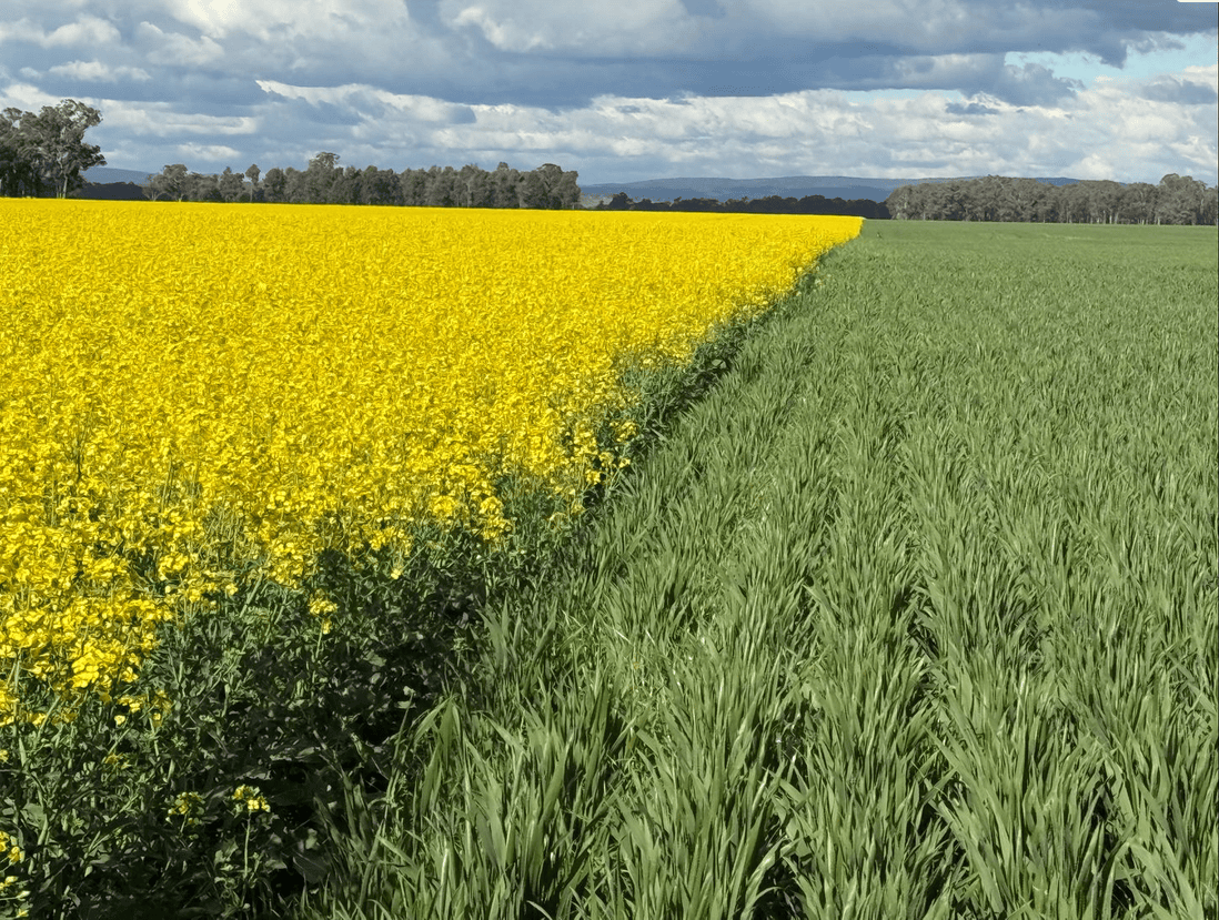 nutrien harcourts listing