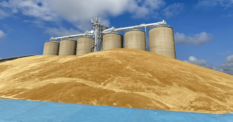 graincorp fb 22 jan 2026